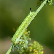 Macroglossum stellatarum (Linnaeus, 1758) - Moro-Sphinx  (chenille L3)