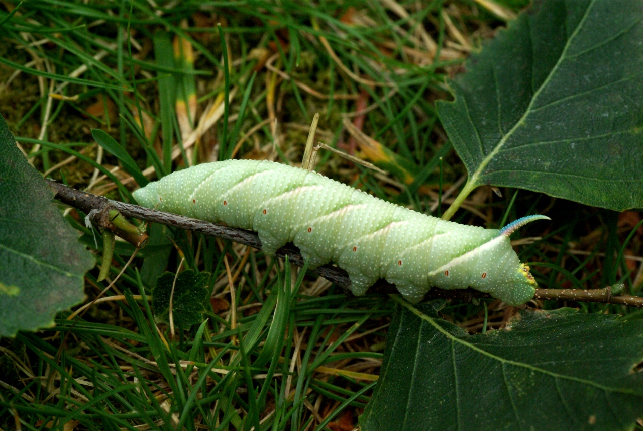 Mimas tiliae (Linnaeus, 1758) - Sphinx du Tilleul (chenille)