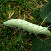 Mimas tiliae (Linnaeus, 1758) - Sphinx du Tilleul (chenille)