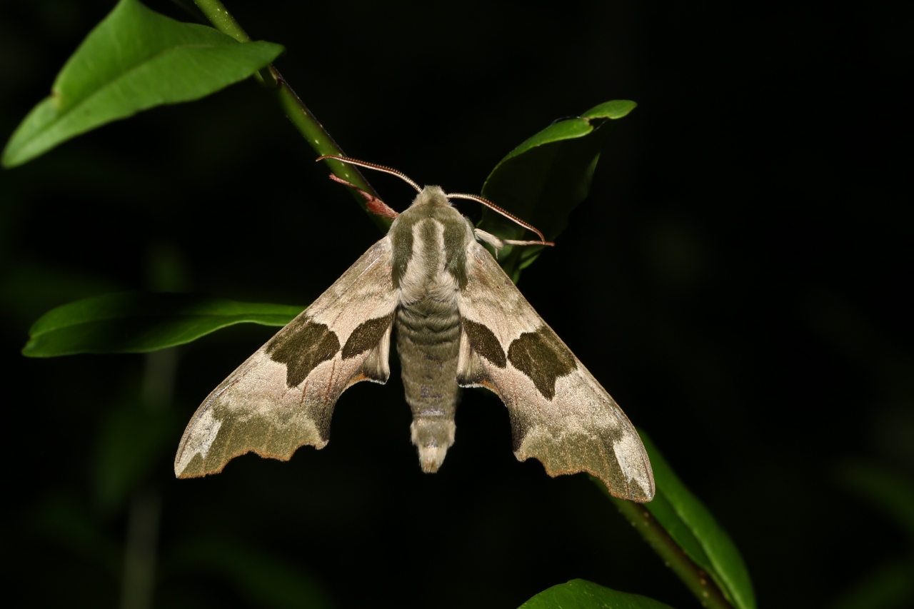 Mimas tiliae (Linnaeus, 1758) - Sphinx du Tilleul