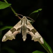 Mimas tiliae (Linnaeus, 1758) - Sphinx du Tilleul