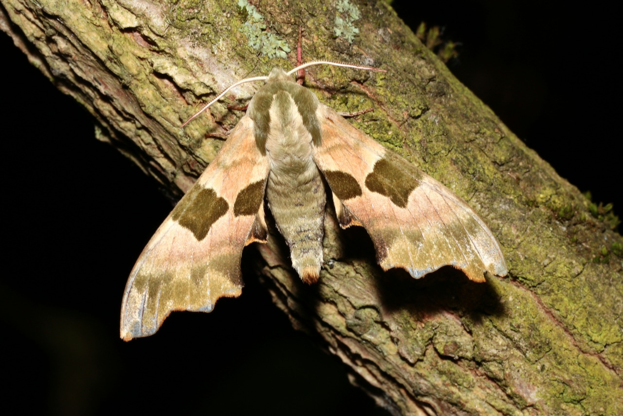 Mimas tiliae (Linnaeus, 1758) - Sphinx du Tilleul