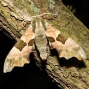 Mimas tiliae (Linnaeus, 1758) - Sphinx du Tilleul