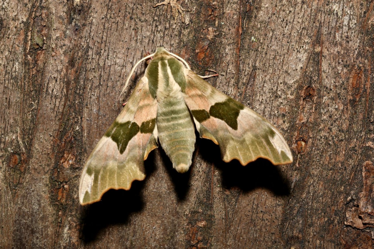 Mimas tiliae (Linnaeus, 1758) - Sphinx du Tilleul