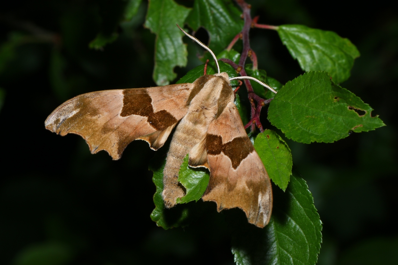 Mimas tiliae (Linnaeus, 1758) - Sphinx du Tilleul