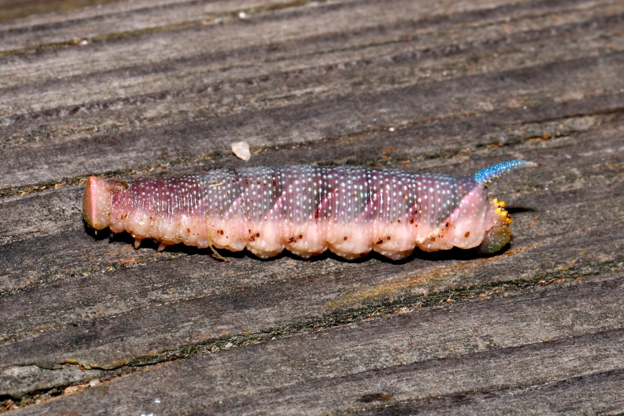 Mimas tiliae (Linnaeus, 1758) - Sphinx du Tilleul (chenille avant nymphose)