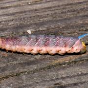 Mimas tiliae (Linnaeus, 1758) - Sphinx du Tilleul (chenille avant nymphose)