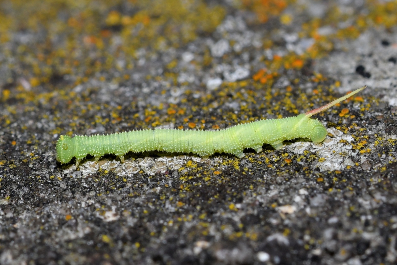 Mimas tiliae (Linnaeus, 1758) - Sphinx du Tilleul (chenille au stade L1)