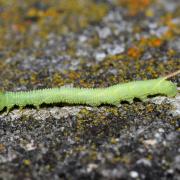 Mimas tiliae (Linnaeus, 1758) - Sphinx du Tilleul (chenille au stade L1)