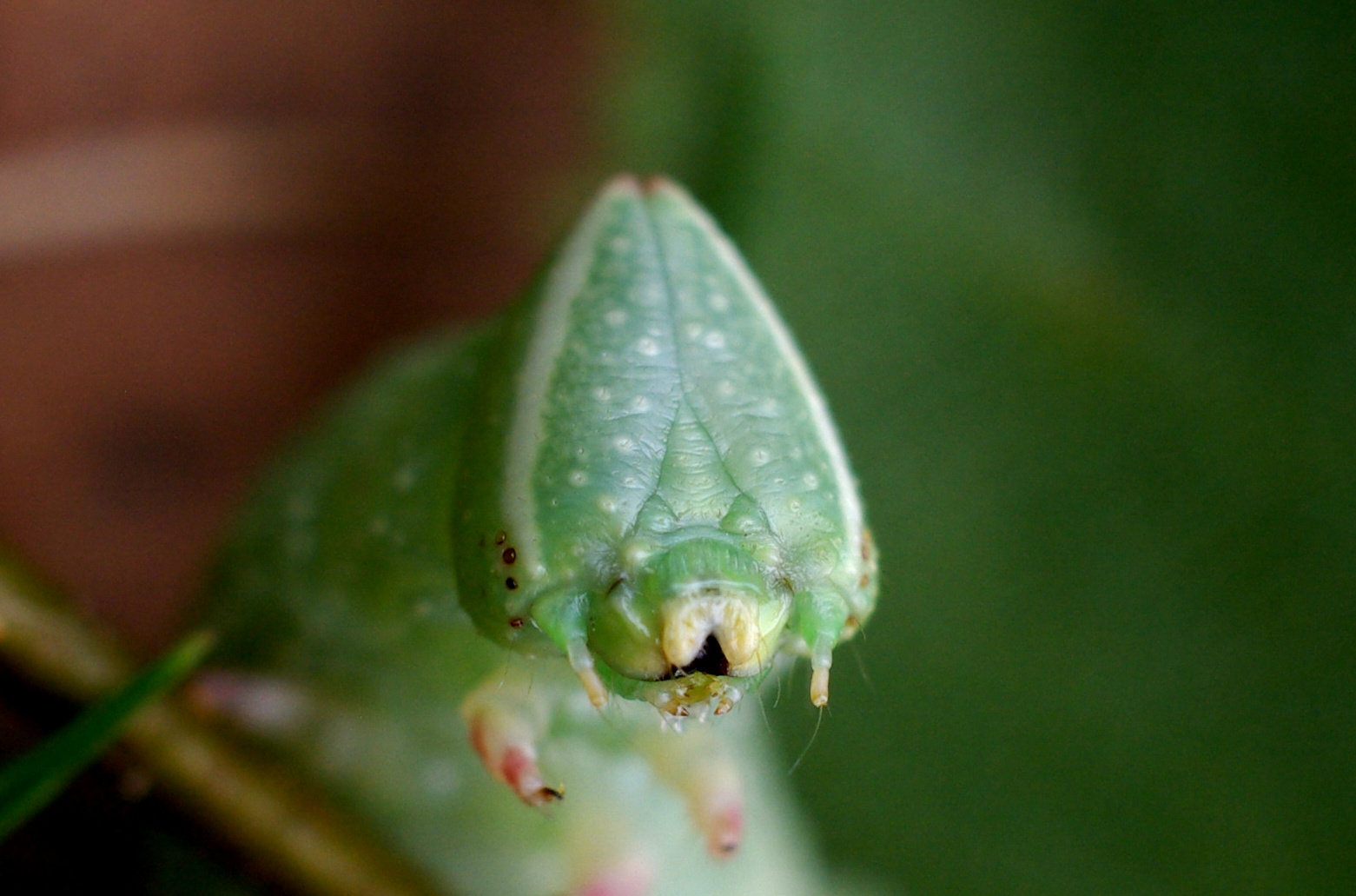 Mimas tiliae (Linnaeus, 1758) - Sphinx du Tilleul (chenille)