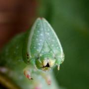 Mimas tiliae (Linnaeus, 1758) - Sphinx du Tilleul (chenille)