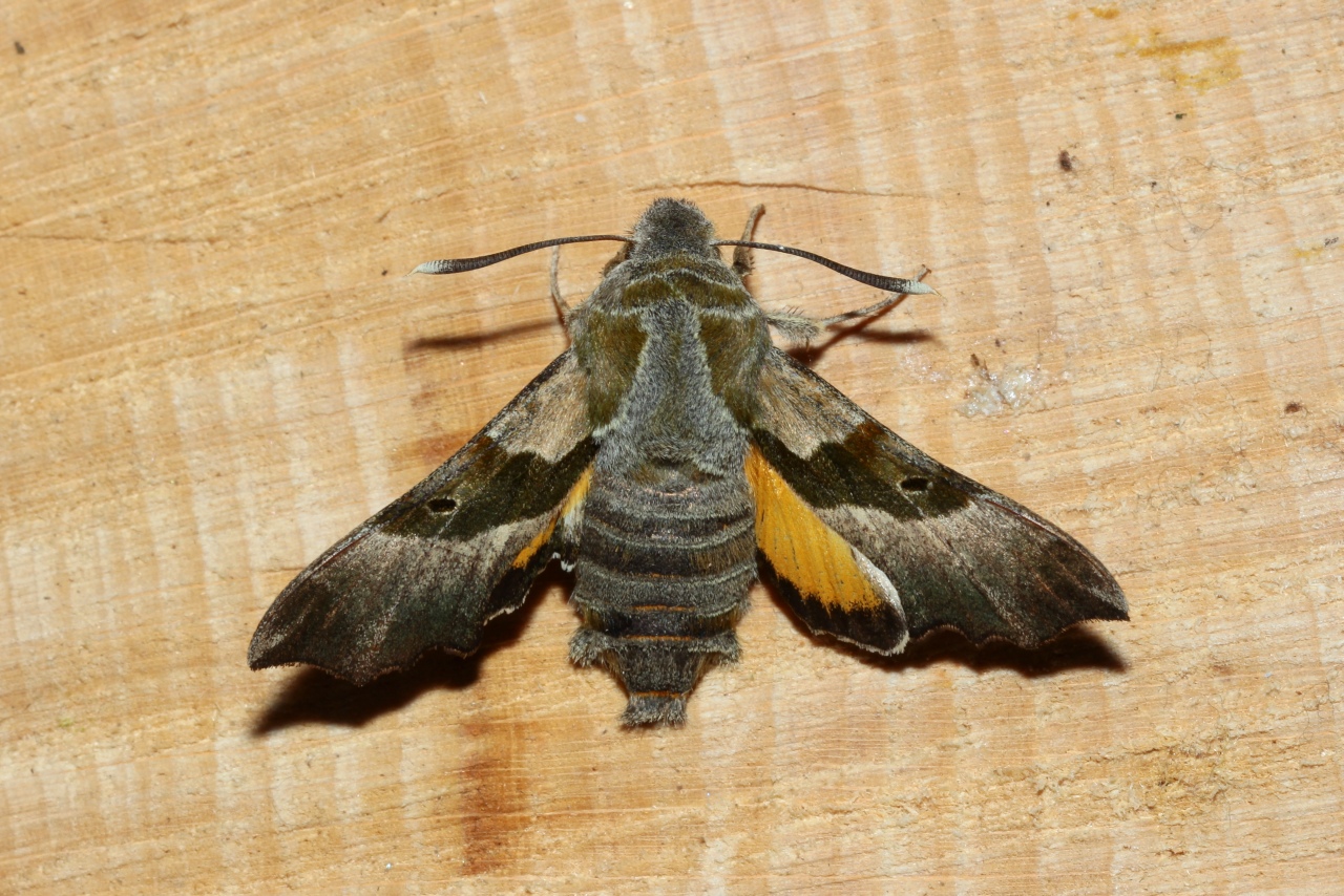 Proserpinus proserpina (Pallas, 1772) - Sphinx de l'Epilobe, Sphinx de L'Oenothère