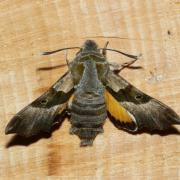 Proserpinus proserpina (Pallas, 1772) - Sphinx de l'Epilobe, Sphinx de L'Oenothère