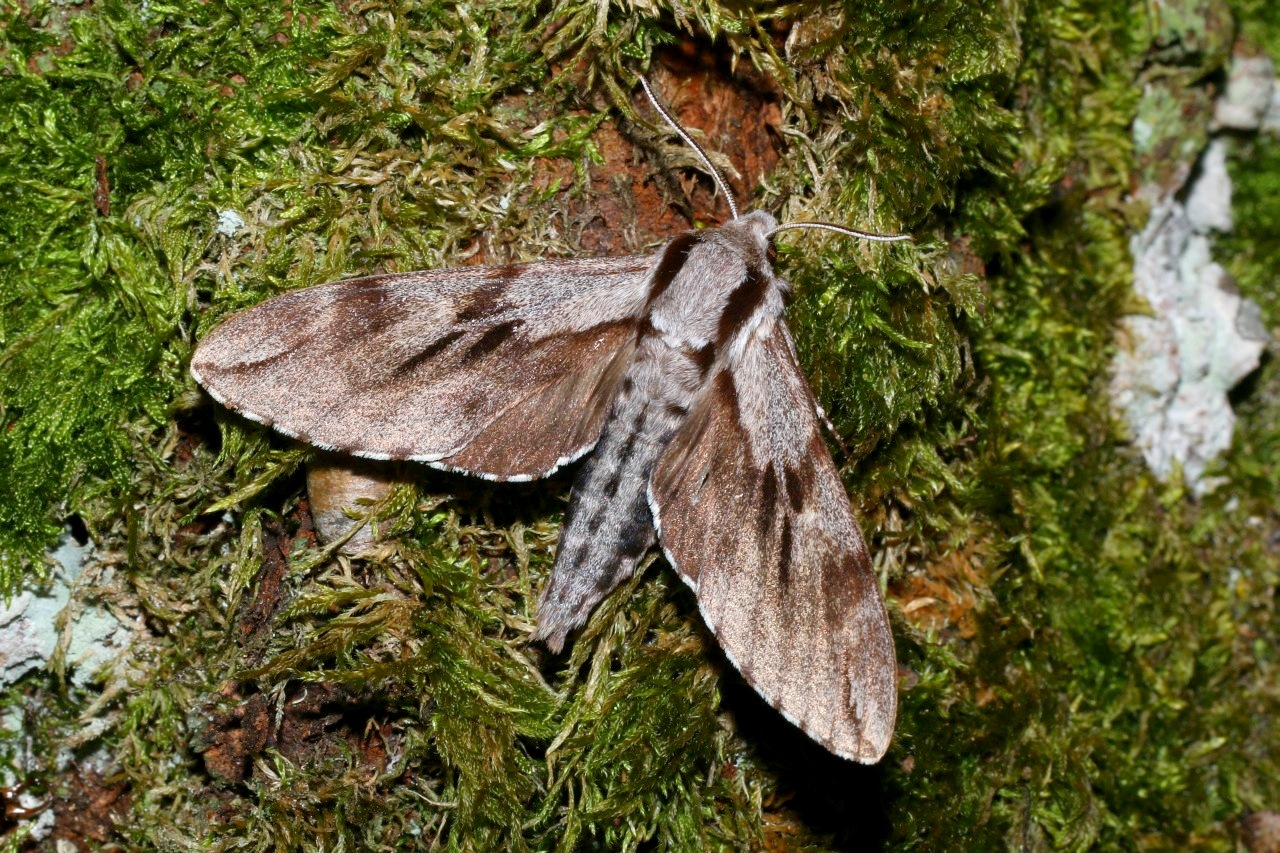 Sphinx pinastri Linnaeus, 1758 - Sphinx du Pin 