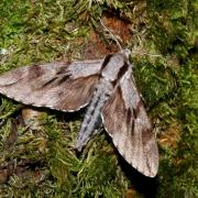 Sphinx pinastri Linnaeus, 1758 - Sphinx du Pin 