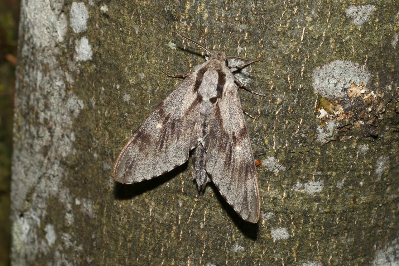 Sphinx pinastri Linnaeus, 1758 - Sphinx du Pin 