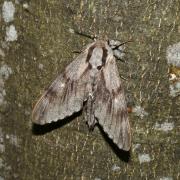 Hyloicus pinastri (Linnaeus, 1758) - Sphinx du Pin 