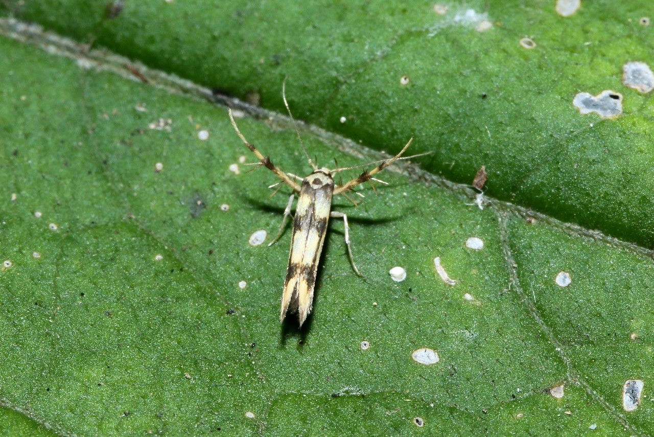 Stathmopoda pedella (Linnaeus, 1760)