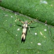 Stathmopoda pedella (Linnaeus, 1760)