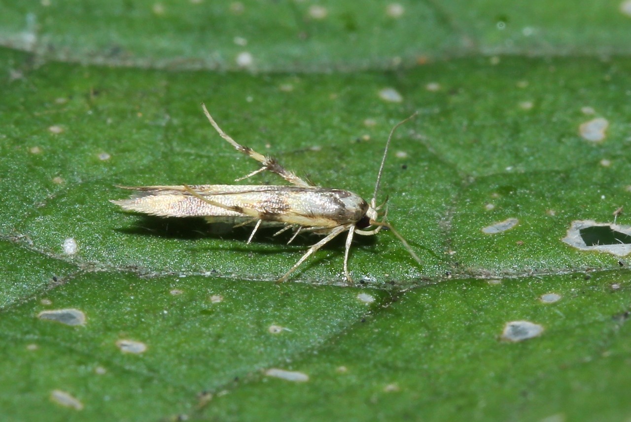 Stathmopoda pedella (Linnaeus, 1760) 