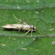 Stathmopoda pedella (Linnaeus, 1760) 