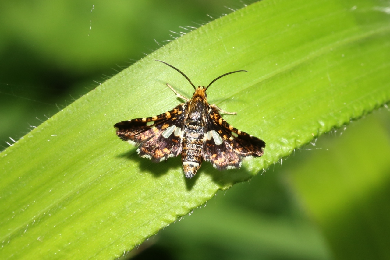 Thyris fenestrella (Scopoli, 1763) - Sphinx-Pygmée, Pygmée (femelle)