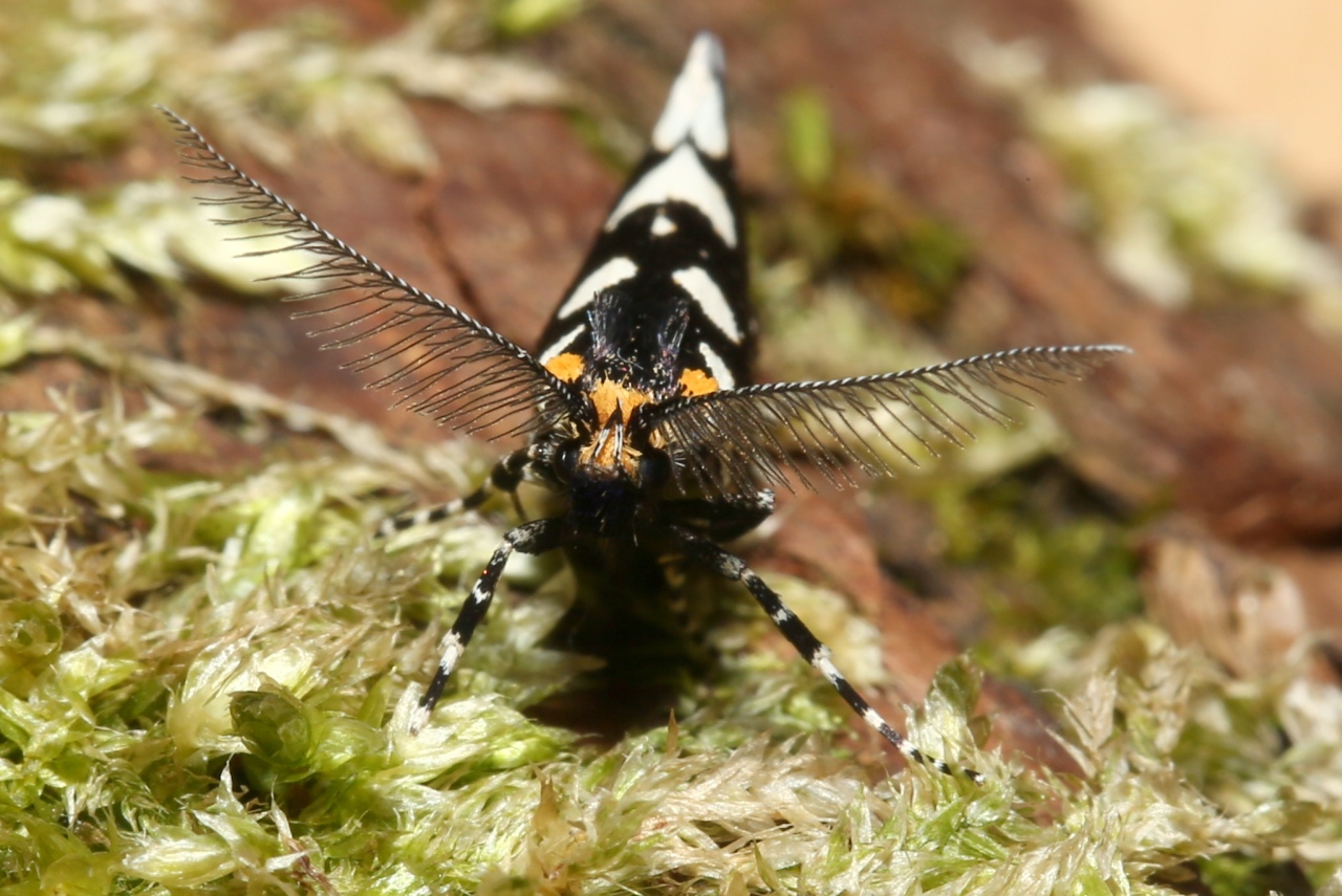 Euplocamus anthracinalis (Scopoli, 1763) - Euplocame noir (mâle)