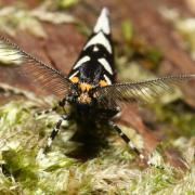 Euplocamus anthracinalis (Scopoli, 1763) - Euplocame noir (mâle)