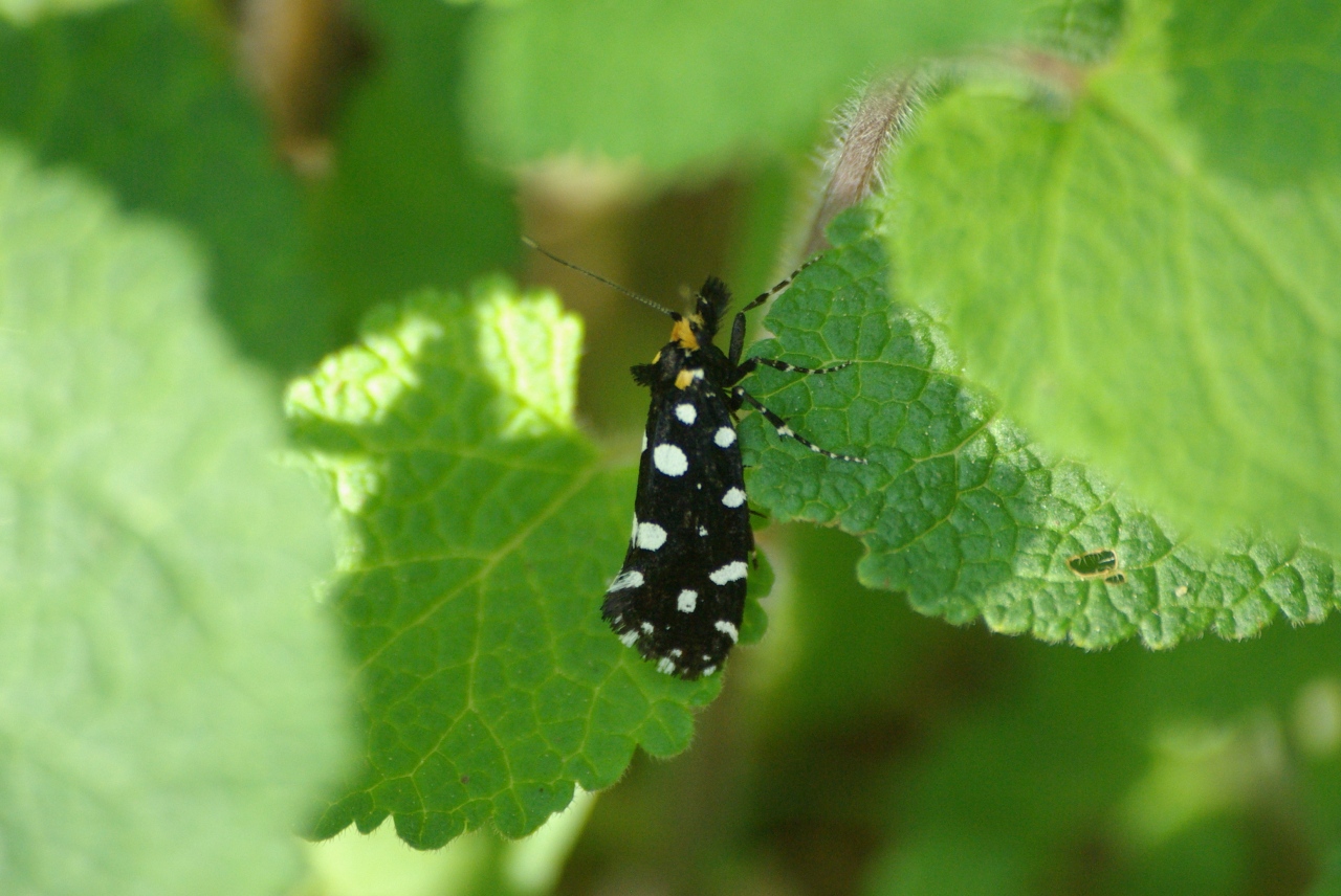 Euplocamus anthracinalis (Scopoli, 1763) - Euplocame noir (femelle)