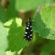 Euplocamus anthracinalis (Scopoli, 1763) - Euplocame noir (femelle)