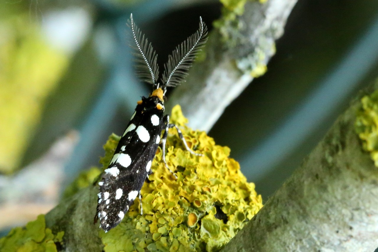 Euplocamus anthracinalis (Scopoli, 1763) - Euplocame noir (mâle)