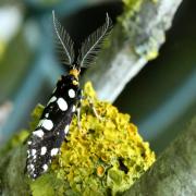 Euplocamus anthracinalis (Scopoli, 1763) - Euplocame noir (mâle)