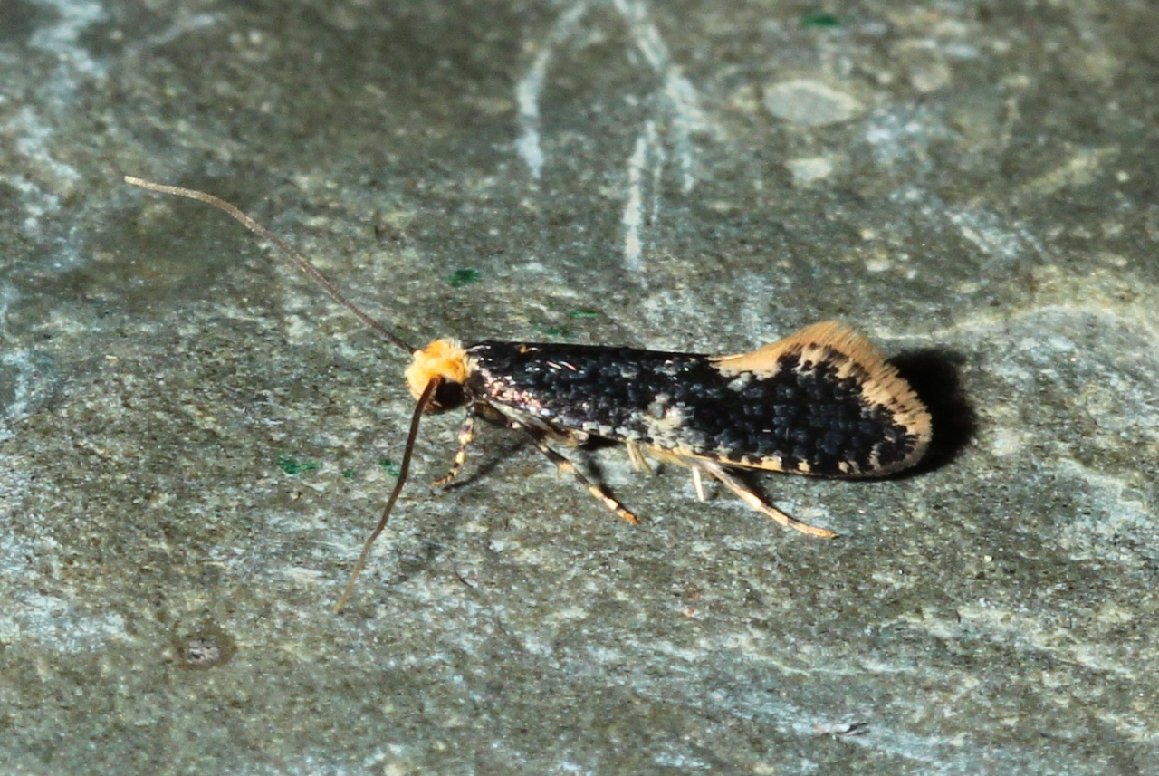 Monopis weaverella (Scott, 1858)