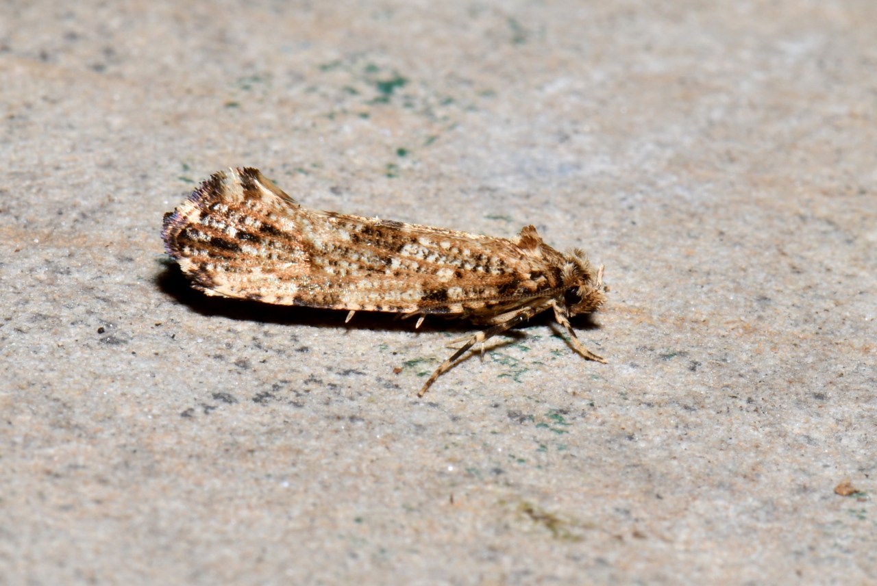 Morophaga choragella (Denis & Schiffermüller, 1775)