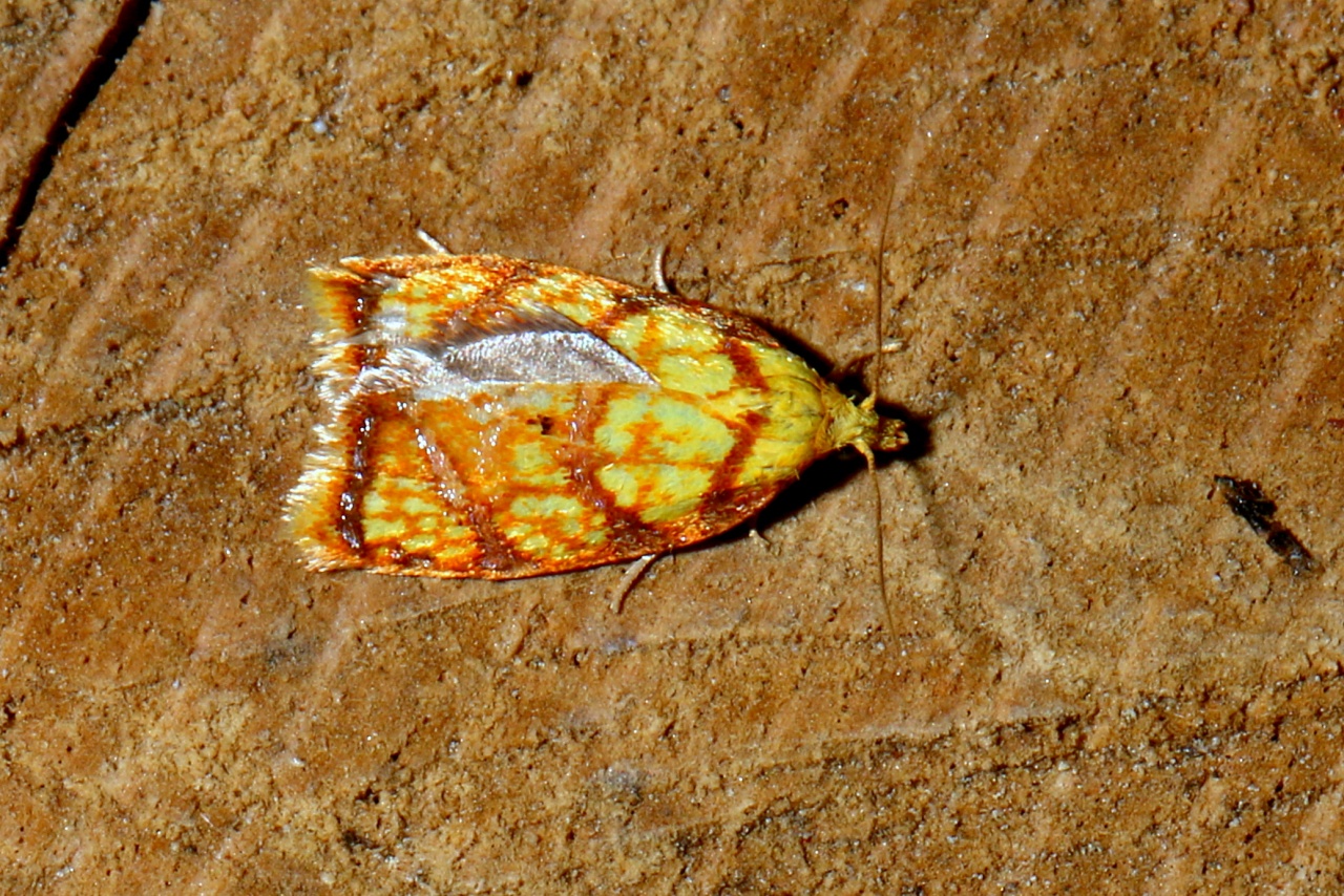 Acleris bergmanniana (Linnaeus, 1758) - Tordeuse de Bergmann