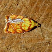 Acleris bergmanniana (Linnaeus, 1758) - Tordeuse de Bergmann