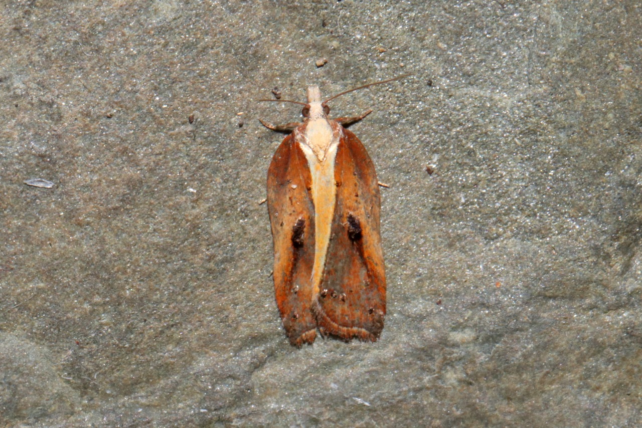 Acleris cristana (Denis & Schiffermüller, 1775) - Tordeuse crêtée