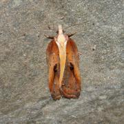 Acleris cristana (Denis & Schiffermüller, 1775) - Tordeuse crêtée