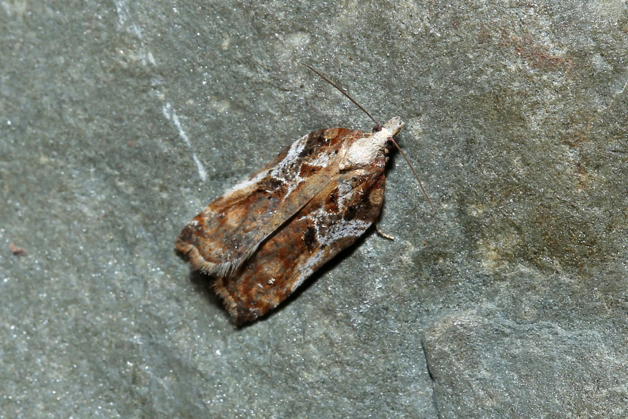 Acleris cristana (Denis & Schiffermüller, 1775) - Tordeuse crêtée 