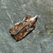 Acleris cristana (Denis & Schiffermüller, 1775) - Tordeuse crêtée 