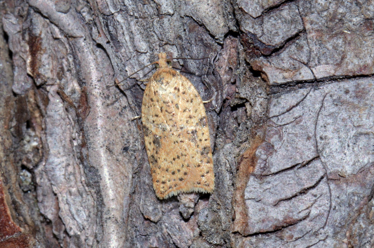 Acleris ferrugana/notana