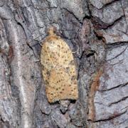 Acleris ferrugana/notana