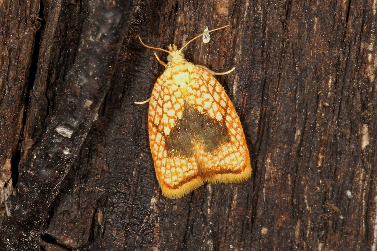 Acleris forsskaleana (Linnaeus, 1758) - Petit réticulé