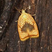 Acleris forsskaleana (Linnaeus, 1758) - Petit réticulé