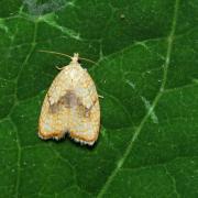 Acleris forsskaleana (Linnaeus, 1758) - Petit réticulé