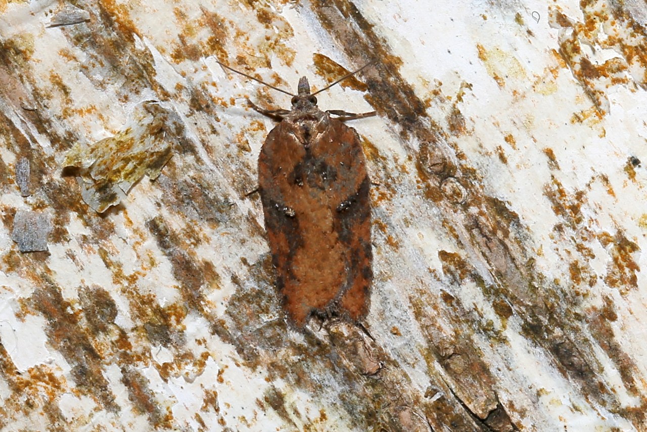 Acleris hastania (Linnaeus, 1758) - Tordeuse des Saules 