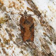 Acleris hastania (Linnaeus, 1758) - Tordeuse des Saules 