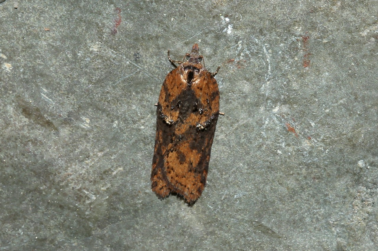 Acleris hastania (Linnaeus, 1758) - Tordeuse des Saules 