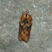 Acleris hastania (Linnaeus, 1758) - Tordeuse des Saules 