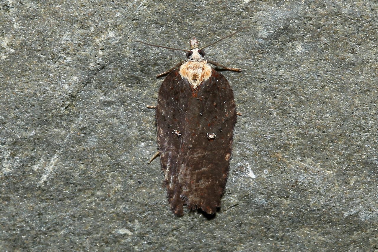 Acleris hastiana (Linnaeus, 1758) - Tordeuse des Saules